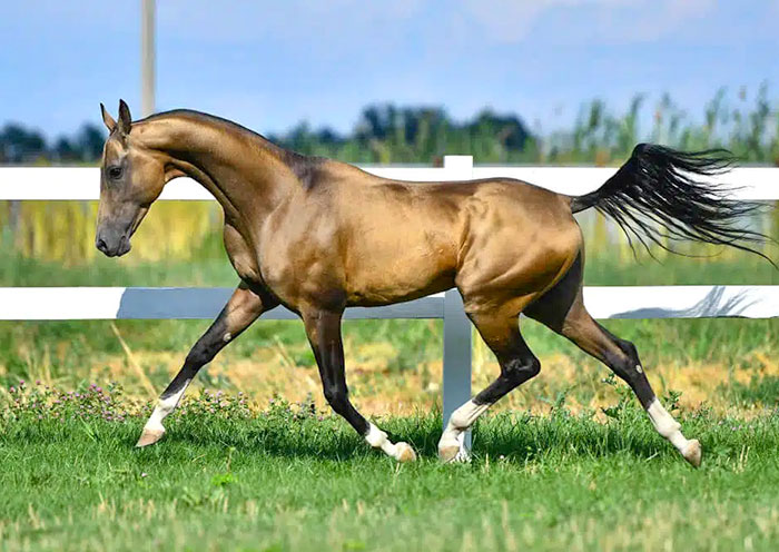 汗血寶馬 汗血寶馬