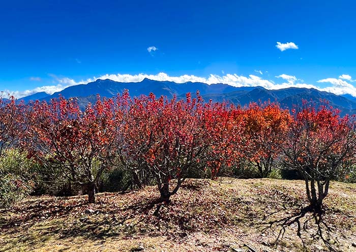 阿里山红枫