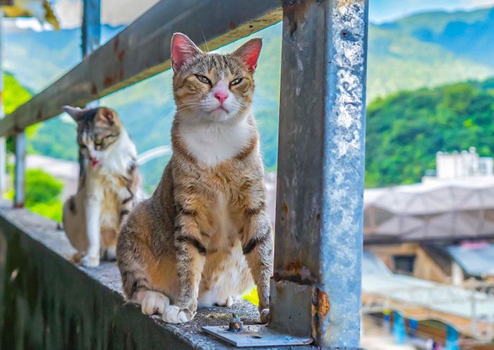 猴硐猫村