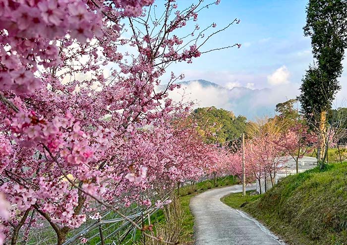 阳明山樱花