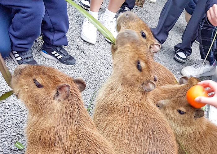 张美阿嬷农场 张美阿嬷农场
